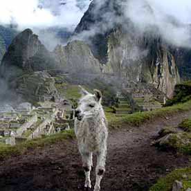 Machu Picchu - Cusco